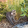 cat, gray_cat, garden, outdoors, pet, animal, portrait, harness, leash, flower, plants, foliage, ornamental_grass, shrubs, stone, mulch, backyard, standing, orange_eyes, serious_expression