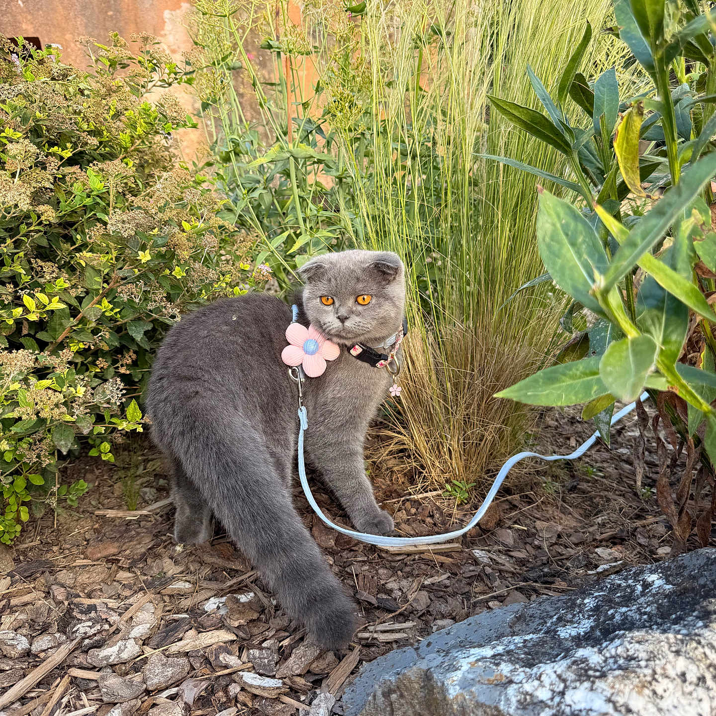 Chipie participe au concours pour gagner de l'argent avec cette photo : cat, gray_cat, garden, outdoors, pet, animal, portrait, harness, leash, flower, plants, foliage, ornamental_grass, shrubs, stone, mulch, backyard, standing, orange_eyes, serious_expression