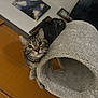 animal, carpeted_tunnel, cat, cozy, curious, domestic, ears, eyes, feline, floor, furniture, home, indoor, looking_up, painting, pet, relaxed, resting, tabby_cat, whiskers