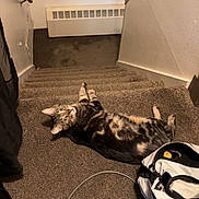 Princess Kitty is registered to the contest to win money with this photo: animal, backpack, cable, carpet, cat, cozy, curious, feline, home, indoor, pet, picture_frame, radiator, relaxed, resting, room, shelf, stairs, tabby, wall