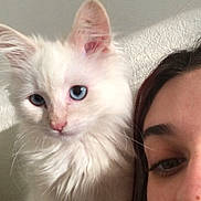 Tizzi a rejoint le concours — aidez-le/la à gagner de superbes lots ! abyssinian, angora, animal, cat, face, head, kitten, lady, manx, person, pet, photography, portrait, selfie, siamese, white