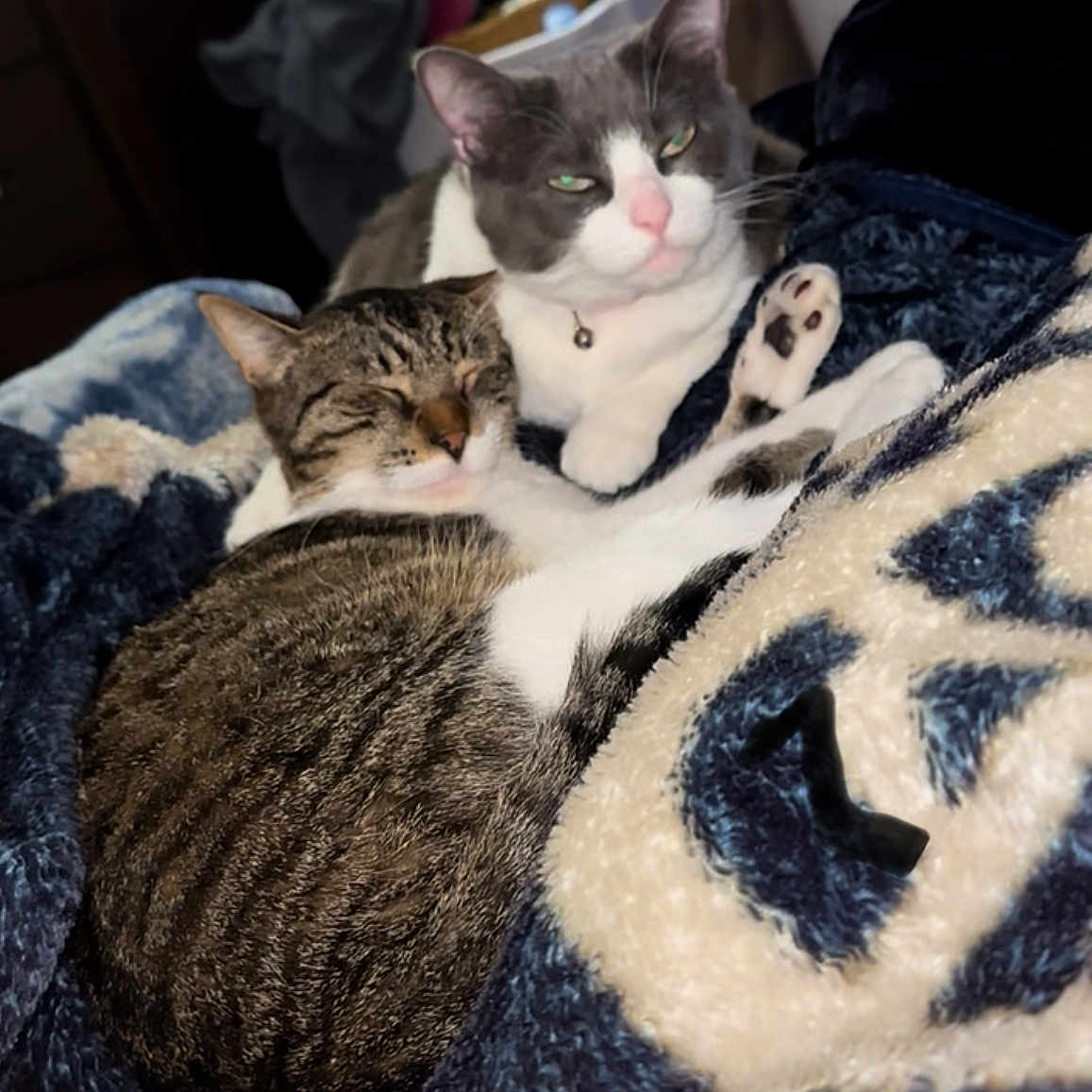 Macy Mae And Tj joined the competition — help win amazing prizes! blanket, cat, cats, close_up, companion, cozy, cute, domestic_animal, feline, fur, gray_and_white_cat, indoor, paw, pet, relaxed, resting, sleeping, snuggling, soft_texture, tabby
