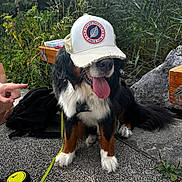 Papaye a rejoint le concours — aidez-le/la à gagner de superbes lots ! dog, bernese_mountain_dog, cap, tongue_out, leash, backpack, hand, pavement, grass, plants, rock, outdoor, pet, sitting, happy, animal, nature, canine, playful, headwear