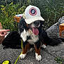 dog, bernese_mountain_dog, cap, tongue_out, leash, backpack, hand, pavement, grass, plants, rock, outdoor, pet, sitting, happy, animal, nature, canine, playful, headwear