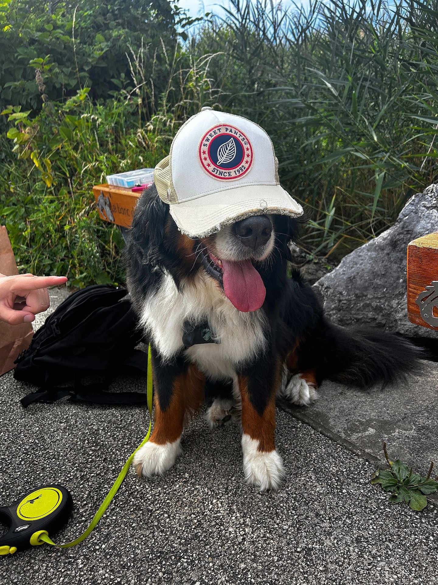 Papaye a rejoint le concours — aidez-le/la à gagner de superbes lots ! dog, bernese_mountain_dog, cap, tongue_out, leash, backpack, hand, pavement, grass, plants, rock, outdoor, pet, sitting, happy, animal, nature, canine, playful, headwear