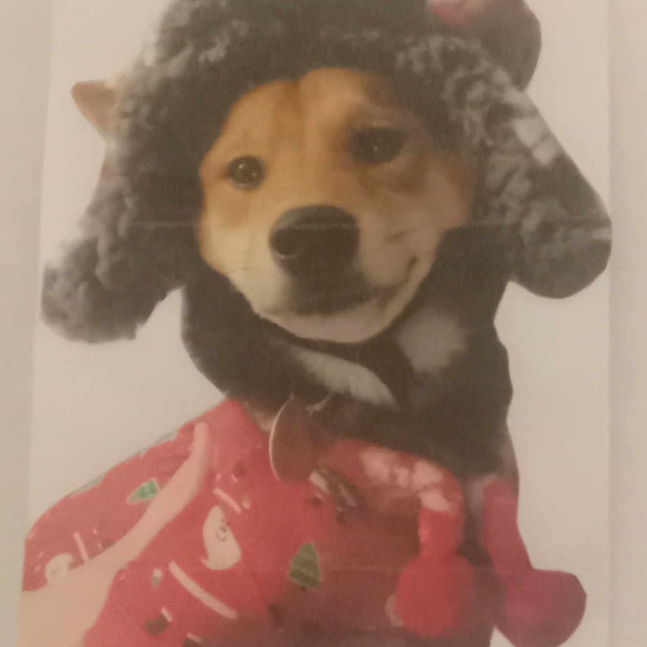 Thunder is registered to the contest to win money with this photo: animal, beagle, canine, cap, clothing, cushion, dog, face, hat, head, homedecor, hound, husky, person, pet, photography, plush, portrait, puppy, toy