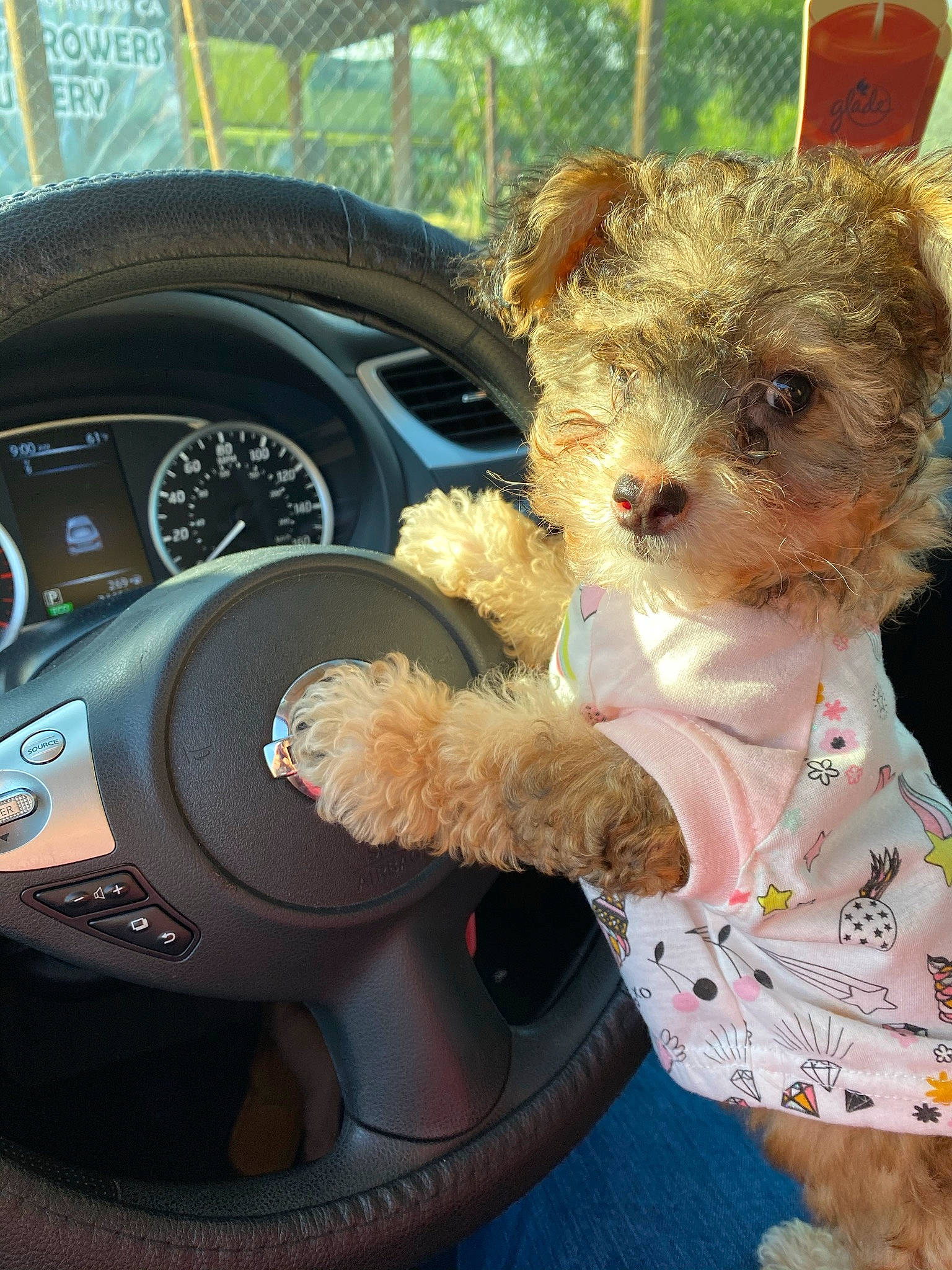 Honey joined the competition — help win amazing prizes! bolonka, canidae, carnivore, companion_dog, dog, dog_breed, ear, fur, havanese, maltepoo, morkie, poodle_crossbreed, puppy, schnoodle, skin, stuffed_toy, teddy_bear, toy, toy_dog, yorkipoo