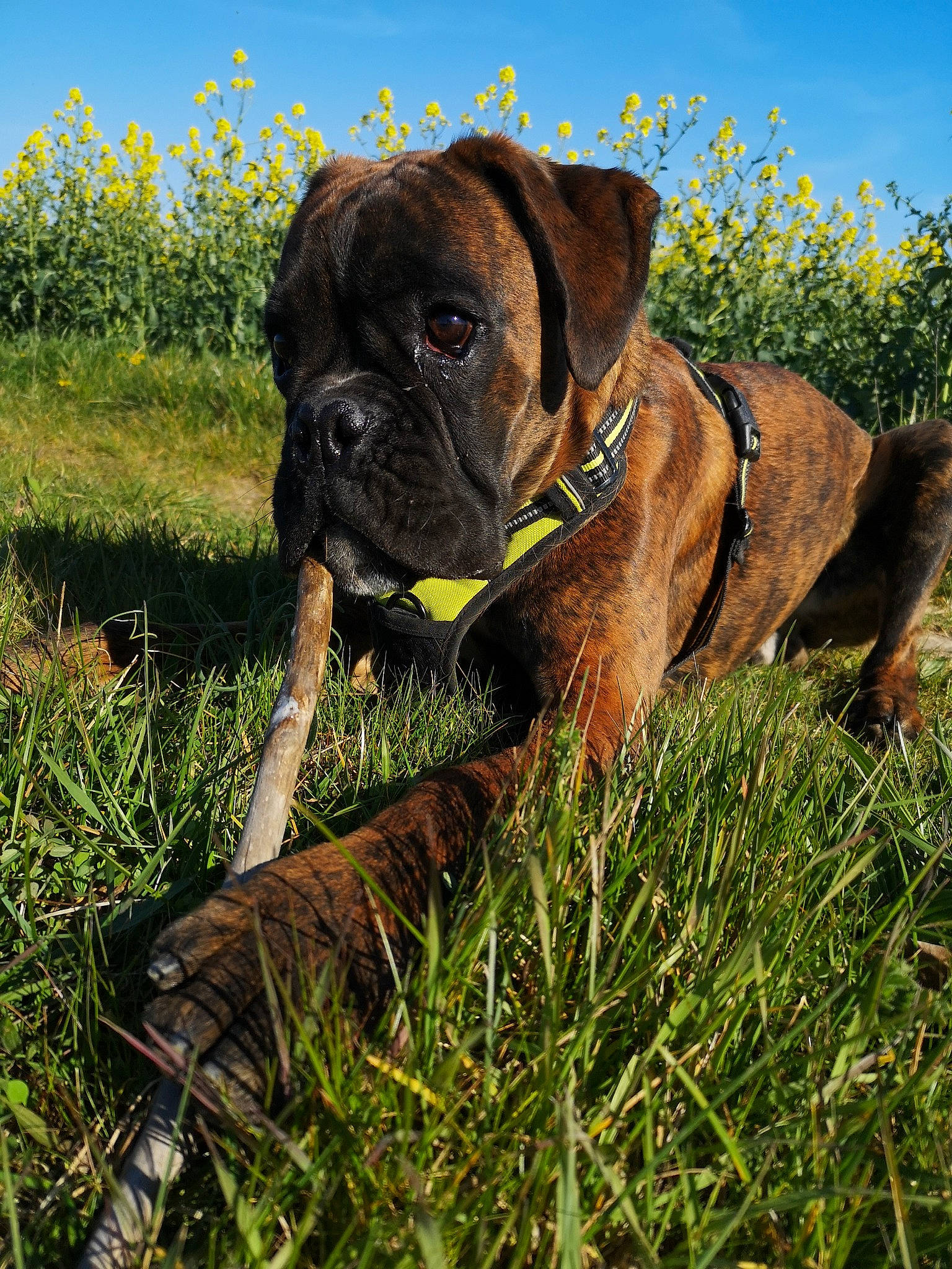Preston participe au concours pour gagner de l'argent avec cette photo : boerboel, boxer, bullmastiff, cane_corso, canidae, carnivore, dog, dog_breed, english_mastiff, fawn, grass, mammal, molosser, plant, sporting_group, vertebrate, working_dog