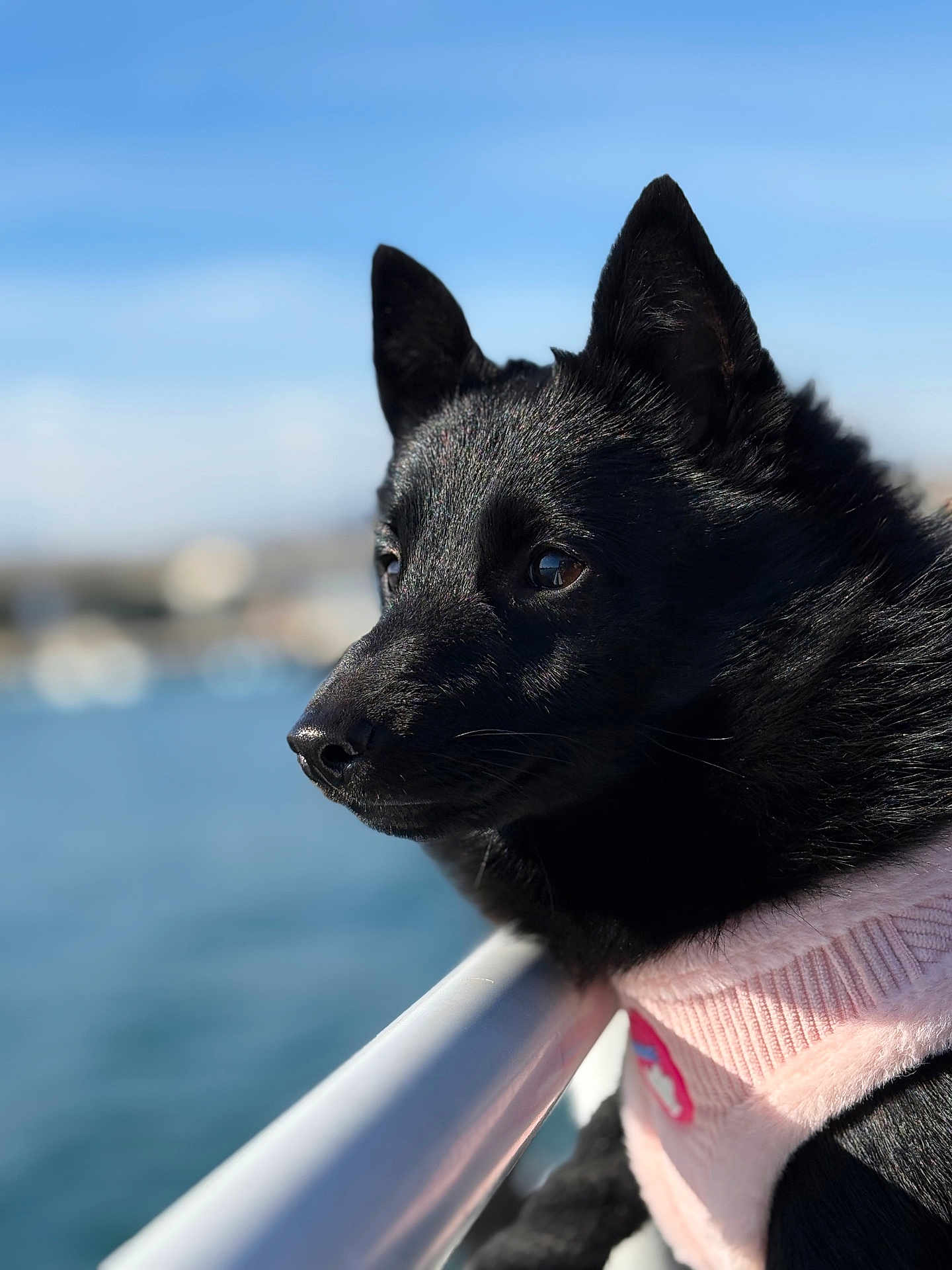Joy participe au concours pour gagner de l'argent avec cette photo : dog, black_dog, pet, animal, outdoor, water, sky, harness, pink_harness, close_up, portrait, railing, daylight, fur, ears, snout, calm, nature, reflection, looking_away