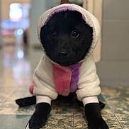 Joy participe au concours pour gagner de l'argent avec cette photo : dog, black_dog, hoodie, clothing, pet, indoor, floor, tile_floor, cute, lying_down, animal, portrait, small_dog, cozy, furry, looking_at_camera, blurred_background, adorable, soft_lighting, house