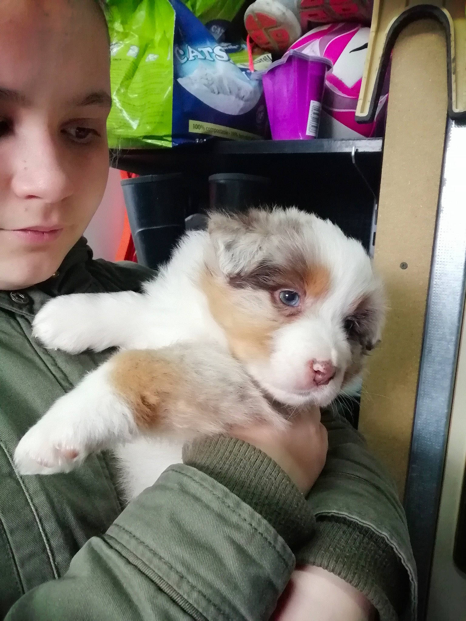 Princesse a rejoint le concours — aidez-le/la à gagner de superbes lots ! australian_shepherd, border_collie, canidae, carnivore, companion_dog, dog, dog_breed, ear, fawn, mammal, miniature_australian_shepherd, puppy, puppy_love, shih_tzu, sporting_group