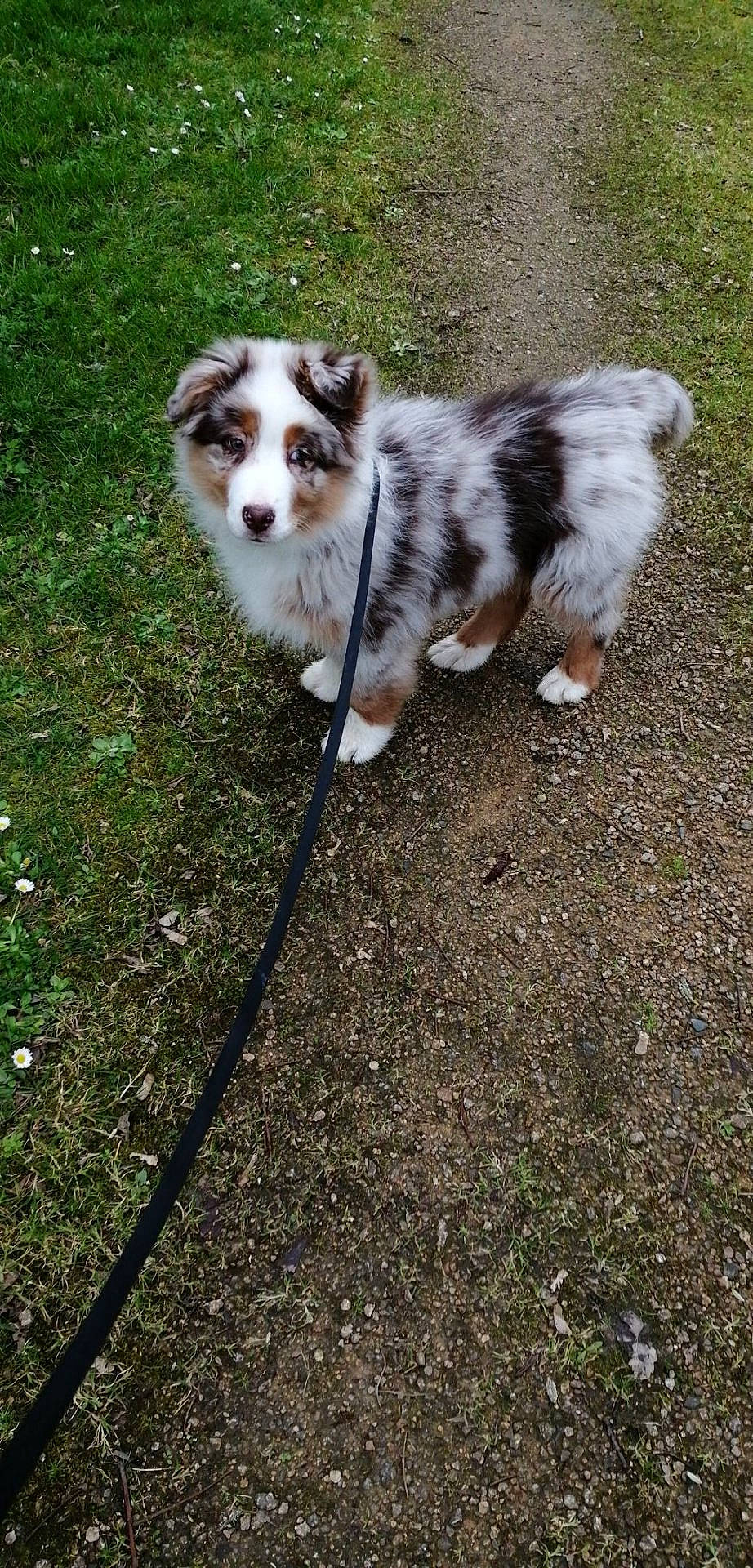 Princesse a rejoint le concours — aidez-le/la à gagner de superbes lots ! australian_collie, australian_shepherd, canidae, carnivore, companion_dog, dog, dog_breed, grass, herding_dog, mammal, miniature_australian_shepherd, puppy, rare_breed_dog, sporting_group, texas_heeler, vertebrate, welsh_sheepdog, working_dog