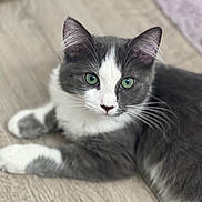 Princess joined the competition — help win amazing prizes! cat, gray_cat, white_cat, pet, animal, whiskers, green_eyes, feline, indoor, flooring, wood_floor, cute, lying_down, fur, ears, closeup, domestic_animal, young_cat, relaxed, portrait