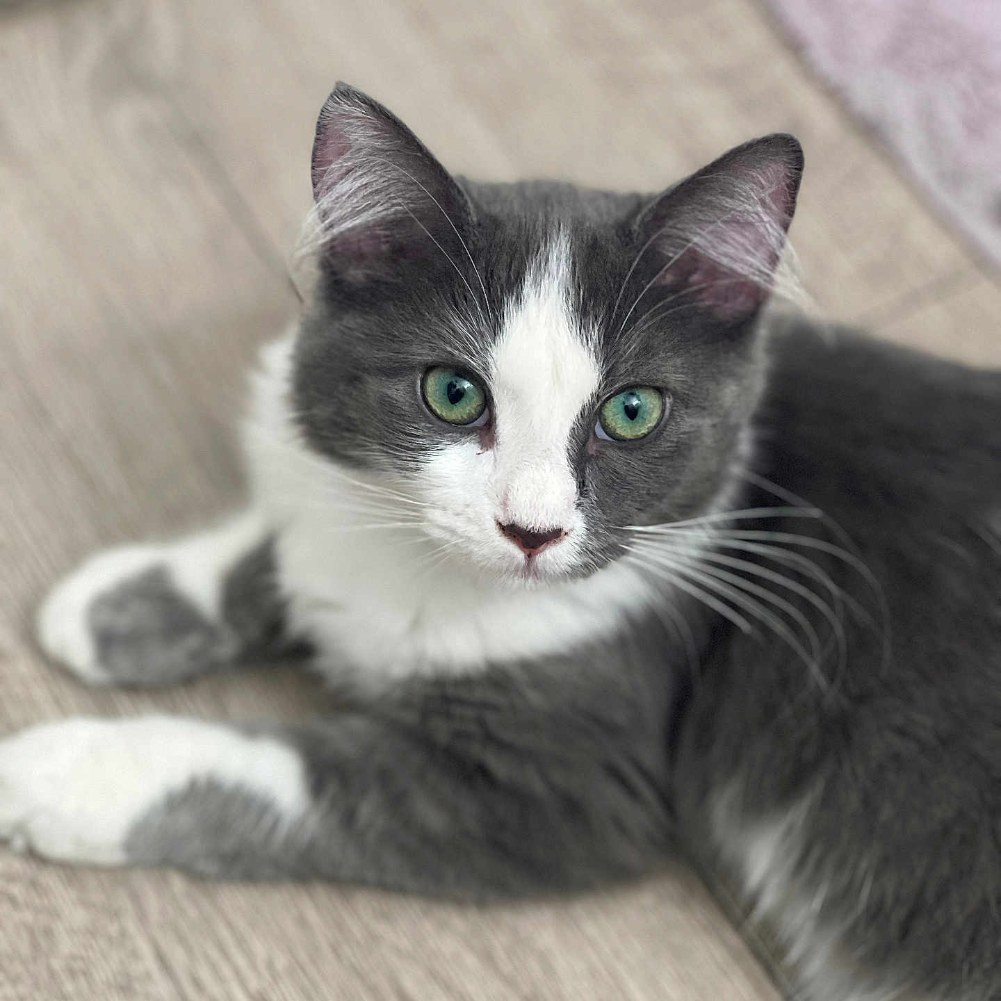 Princess joined the competition — help win amazing prizes! animal, cat, closeup, cute, domestic_animal, ears, feline, flooring, fur, gray_cat, green_eyes, indoor, lying_down, pet, portrait, relaxed, whiskers, white_cat, wood_floor, young_cat