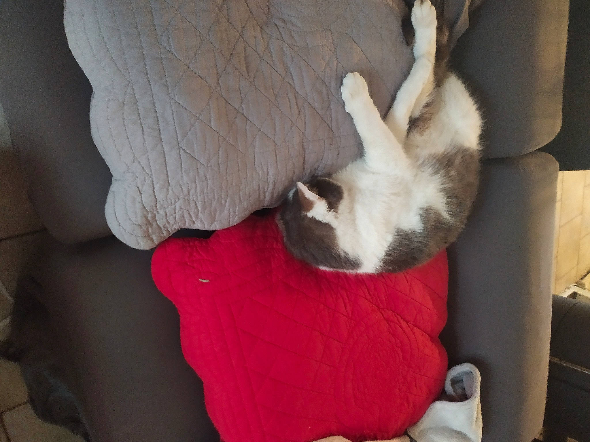 Petit Biscuit a rejoint le concours — aidez-le/la à gagner de superbes lots ! carnivore, cat, claw, comfort, fawn, felidae, fur, kitten, paw, small_to_medium_sized_cats, tail, whiskers