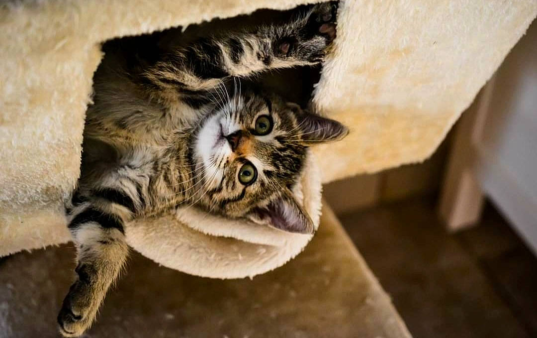 Tyrion participe au concours pour gagner de l'argent avec cette photo : american_shorthair, asian, california_spangled, carnivore, cat, domestic_short_haired_cat, dragon_li, european_shorthair, felidae, fur, kitten, mammal, norwegian_forest_cat, ocicat, pixie_bob, small_to_medium_sized_cats, snout, tabby_cat, whiskers, wild_cat