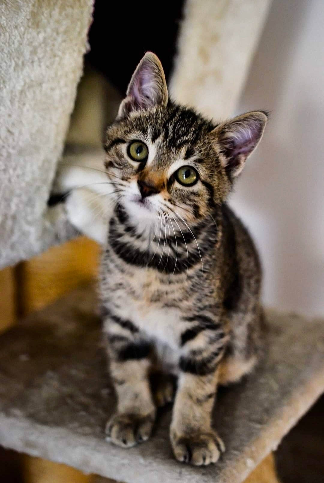 Tyrion a rejoint le concours — aidez-le/la à gagner de superbes lots ! american_shorthair, american_wirehair, asian, california_spangled, carnivore, cat, domestic_short_haired_cat, dragon_li, european_shorthair, felidae, kitten, mammal, pixie_bob, small_to_medium_sized_cats, snout, sokoke, tabby_cat, vertebrate, whiskers, wild_cat