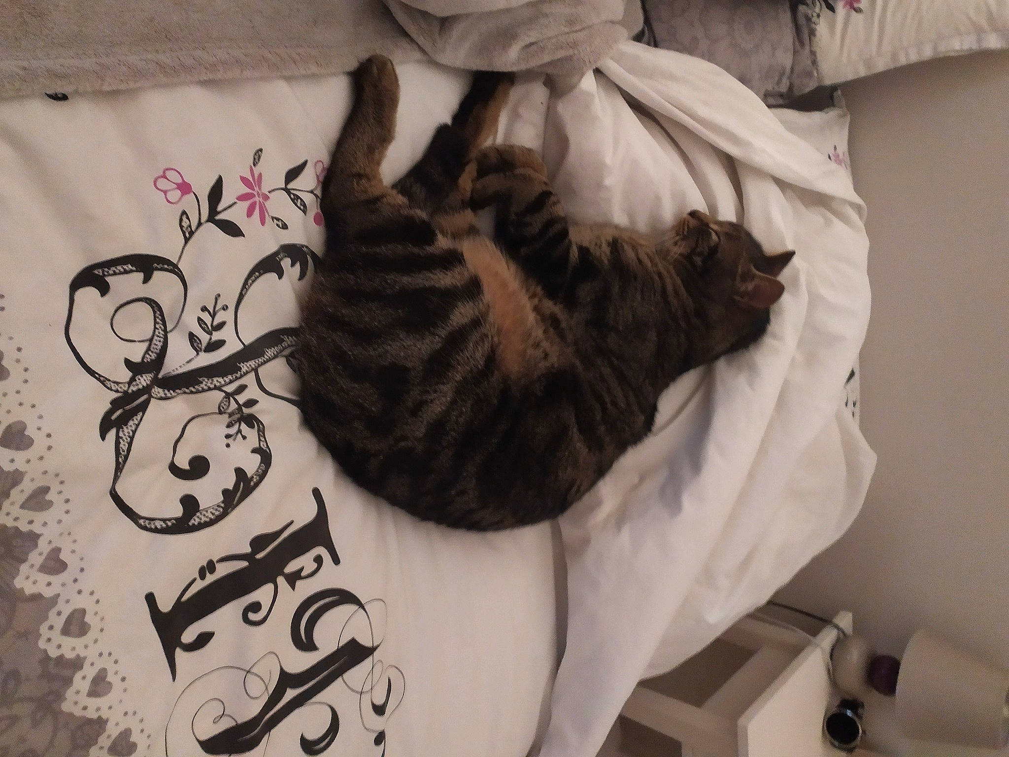 Django participe au concours pour gagner de l'argent avec cette photo : cat, felidae, small_to_medium_sized_cats, whiskers