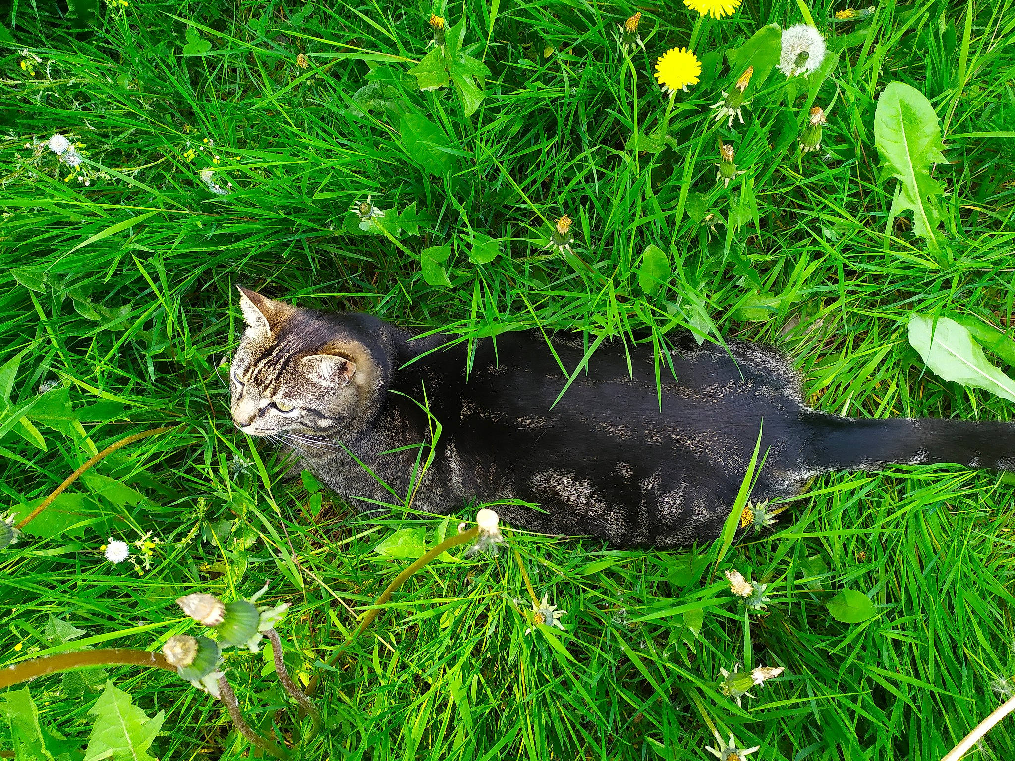 Django a rejoint le concours — aidez-le/la à gagner de superbes lots ! carnivore, cat, domestic_short_haired_cat, european_shorthair, felidae, flower, grass, grass_family, green, groundcover, herb, herbaceous_plant, lawn, meadow, plant, small_to_medium_sized_cats, tabby_cat, whiskers, wild_cat