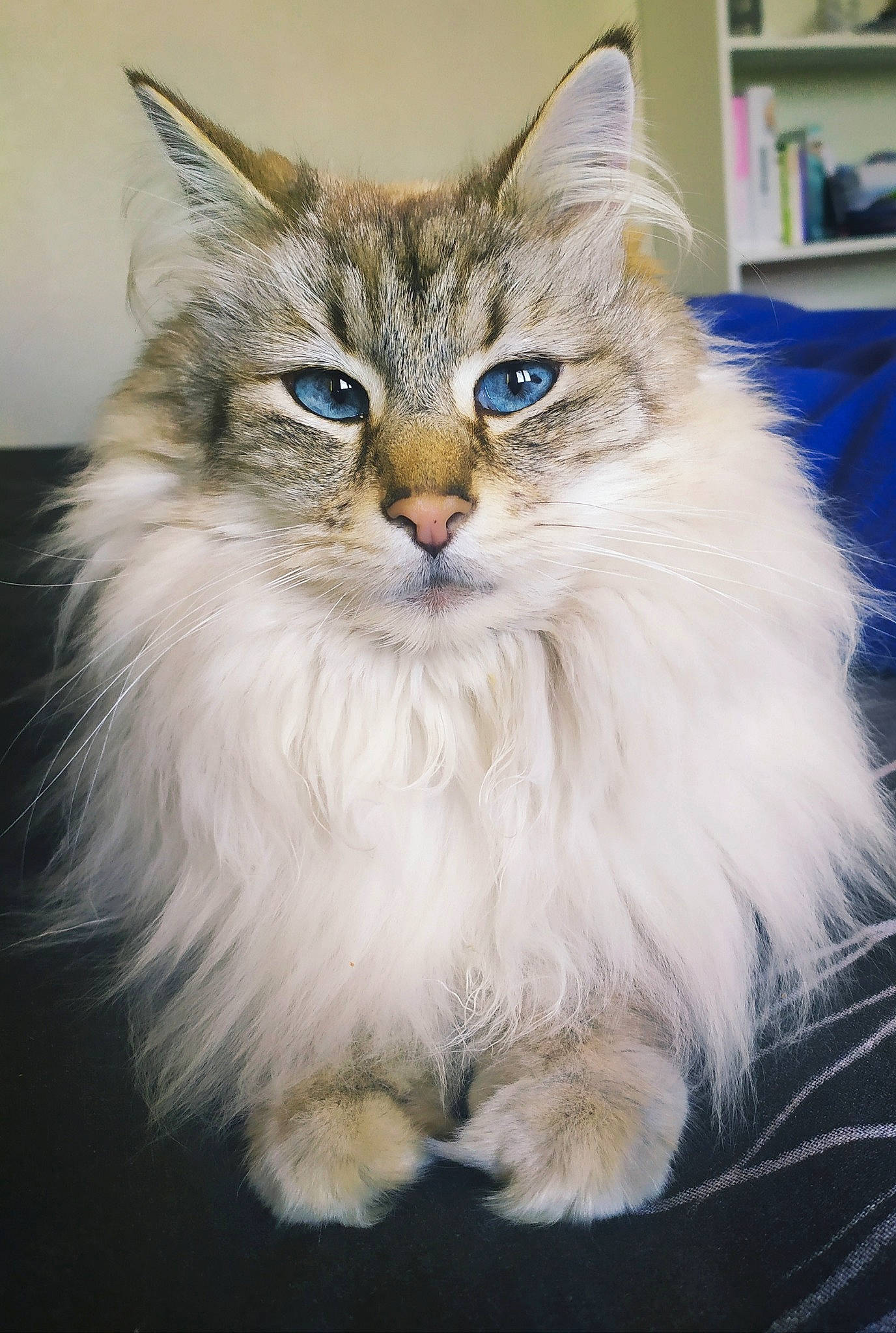 Stitch a rejoint le concours — aidez-le/la à gagner de superbes lots ! asian_semi_longhair, british_longhair, british_semi_longhair, carnivore, cat, cymric, domestic_long_haired_cat, felidae, fur, kitten, mammal, napoleon_cat, norwegian_forest_cat, persian, ragamuffin, ragdoll, siberian, small_to_medium_sized_cats, vertebrate, whiskers