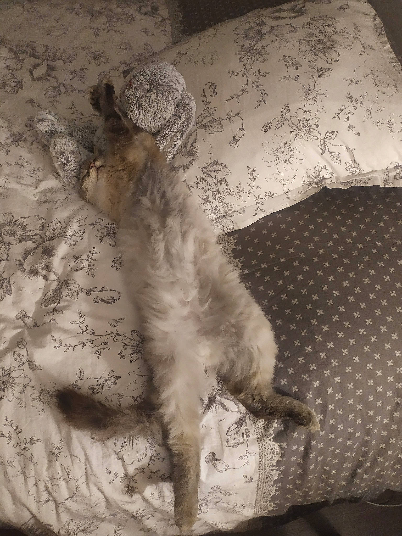 Stitch a rejoint le concours — aidez-le/la à gagner de superbes lots ! canidae, carnivore, cat, dog_breed, felidae, furniture, irish_wolfhound, small_to_medium_sized_cats, sporting_group, tail