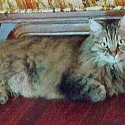 Lars is registered to the contest to win money with this photo: cat, tabby, fluffy, pet, indoor, floor, furniture, couch, wooden_floor, relaxed, animal, mammal, domestic_animal, whiskers, ears, eyes, lying_down, fur, home, curious
