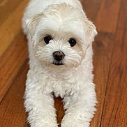 Sky joined the competition — help win amazing prizes! dog, white, fluffy, cute, pet, animal, indoor, wooden_floor, lying_down, front_paws, small_dog, portrait, fur, companion, friendly, domestic, canine, looking_at_camera, closeup, adorable