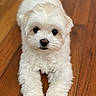 dog, white, fluffy, cute, pet, animal, indoor, wooden_floor, lying_down, front_paws, small_dog, portrait, fur, companion, friendly, domestic, canine, looking_at_camera, closeup, adorable