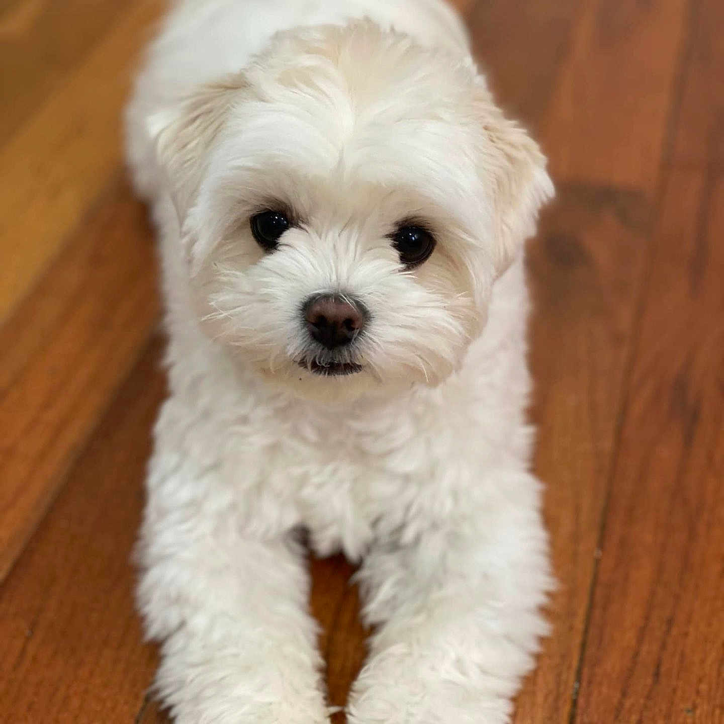 Sky joined the competition — help win amazing prizes! dog, white, fluffy, cute, pet, animal, indoor, wooden_floor, lying_down, front_paws, small_dog, portrait, fur, companion, friendly, domestic, canine, looking_at_camera, closeup, adorable