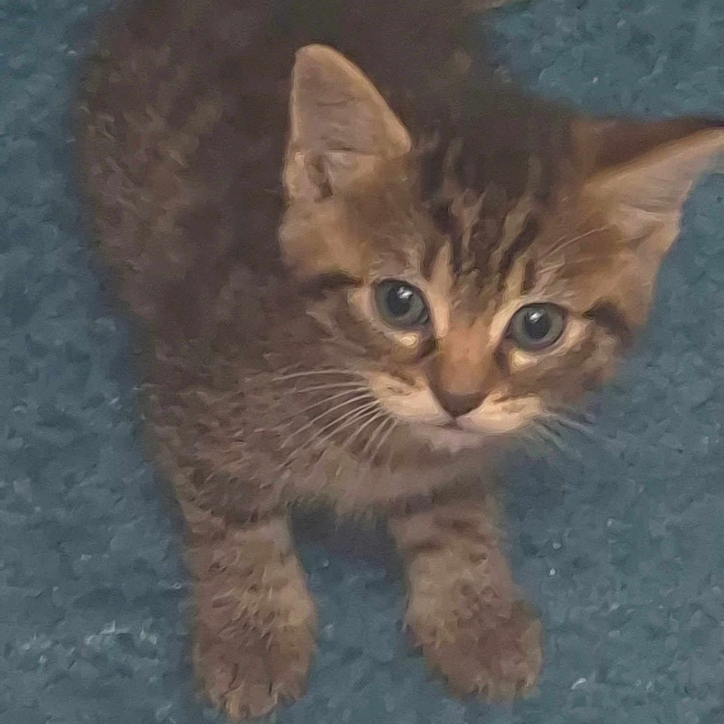 Djenny a rejoint le concours — aidez-le/la à gagner de superbes lots ! animal, carpet, cat, curious, cute, domestic, ears, eyes, feline, fur, indoor, kitten, looking_up, mammal, paws, pet, small, tabby, whiskers, young