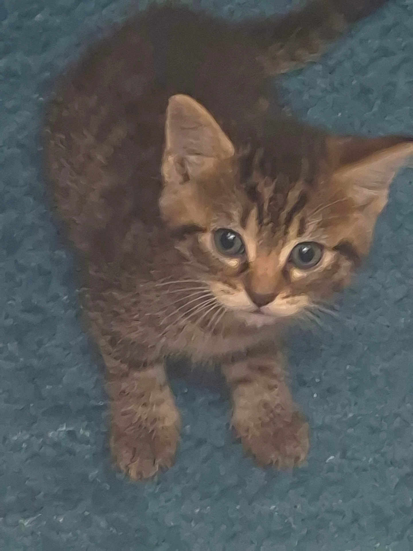 Djenny a rejoint le concours — aidez-le/la à gagner de superbes lots ! animal, carpet, cat, curious, cute, domestic, ears, eyes, feline, fur, indoor, kitten, looking_up, mammal, paws, pet, small, tabby, whiskers, young