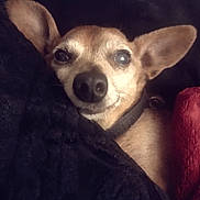 Mr. Piggy Nom Noms joined the competition — help win amazing prizes! dog, chihuahua, pet, cozy, blanket, sleepy, ears, close_up, animal, indoor, resting, cute, fur, collar, nose, face, companion, warm, comfort, relaxed