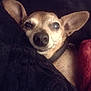 dog, chihuahua, pet, cozy, blanket, sleepy, ears, close_up, animal, indoor, resting, cute, fur, collar, nose, face, companion, warm, comfort, relaxed