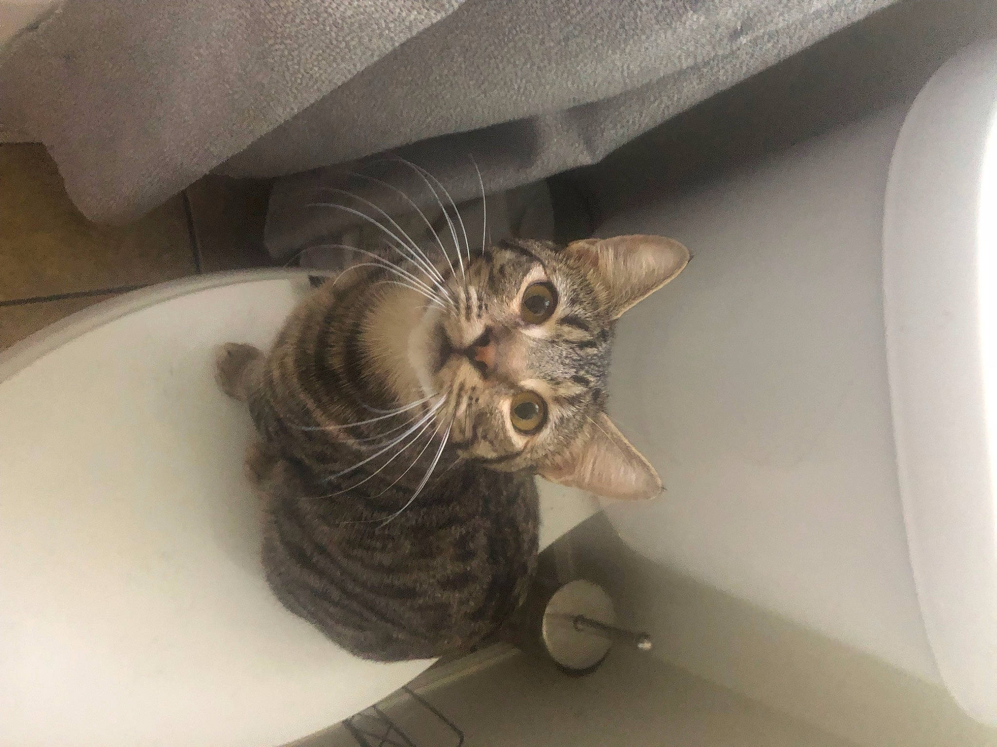 Floki joined the competition — help win amazing prizes! carnivore, cat, comfort, domestic_short_haired_cat, door, felidae, fur, metal, musical_instrument, plant, small_to_medium_sized_cats, tail, whiskers, wood