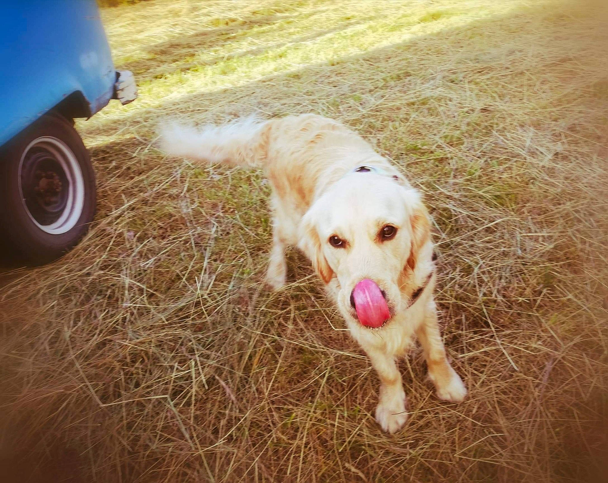Olaf a rejoint le concours — aidez-le/la à gagner de superbes lots ! canidae, carnivore, companion_dog, dog, dog_breed, golden_retriever, hunting_dog, mammal, retriever, snout, sporting_group