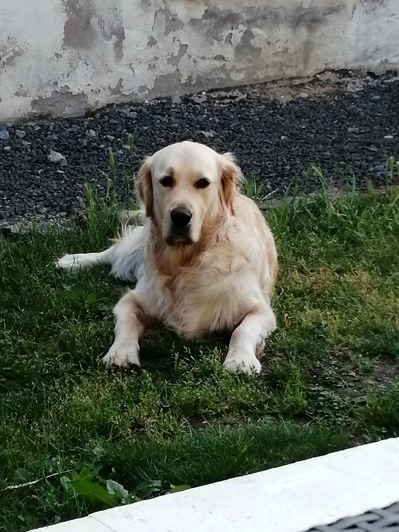 Olaf a rejoint le concours — aidez-le/la à gagner de superbes lots ! canidae, carnivore, companion_dog, dog, dog_breed, fawn, golden_retriever, grass, labrador_retriever, mammal, puppy, retriever, snout, sporting_group, tail, vertebrate