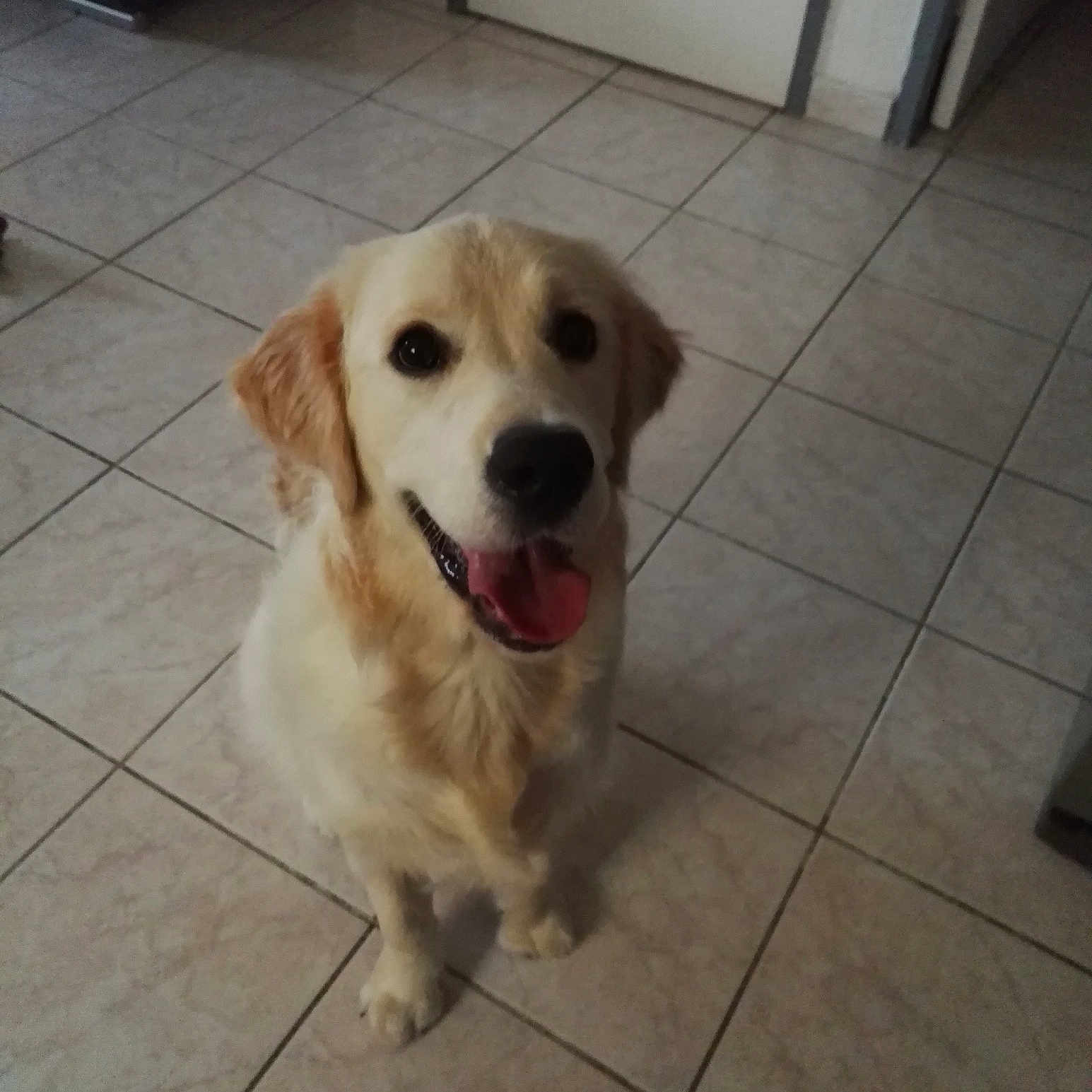 Olaf a rejoint le concours — aidez-le/la à gagner de superbes lots ! beagador, canidae, carnivore, companion_dog, dog, dog_breed, fawn, golden_retriever, labrador_retriever, mammal, nose, puppy, retriever, small_greek_domestic_dog, snout, sporting_group