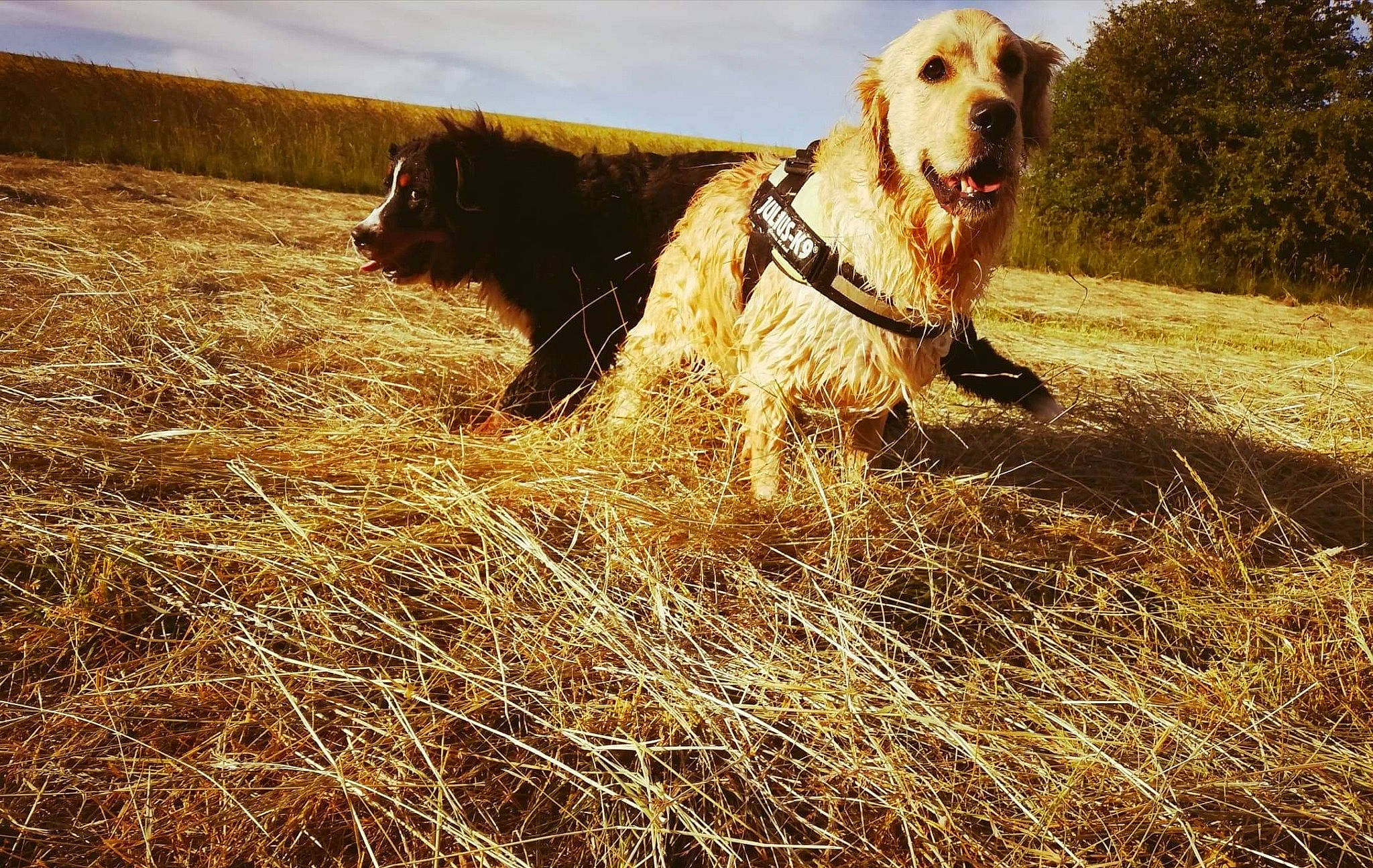 Olaf participe au concours pour gagner de l'argent avec cette photo : canidae, carnivore, dog, dog_breed, field_trial, golden_retriever, hunting_dog, irish_setter, mammal, retriever, setter, spinone_italiano, sporting_group, vertebrate