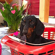 Paco a rejoint le concours — aidez-le/la à gagner de superbes lots ! animal, basket, blanket, cozy, cute, dachshund, dog, ears, floor, green, heart_emojis, indoor, looking_away, patterned_floor, pet, plant, portrait, red, small_dog, snout