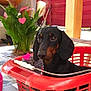 animal, basket, blanket, cozy, cute, dachshund, dog, ears, floor, green, heart_emojis, indoor, looking_away, patterned_floor, pet, plant, portrait, red, small_dog, snout