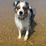 Tankha participe au concours pour gagner de l'argent avec cette photo : dog, wet_dog, beach, water, sand, ocean, waves, blue_sky, outdoor, animal, pet, summer, nature, sea, canine, portrait, standing, fur, wet_fur, animal_portrait
