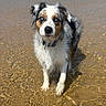 dog, wet_dog, beach, water, sand, ocean, waves, blue_sky, outdoor, animal, pet, summer, nature, sea, canine, portrait, standing, fur, wet_fur, animal_portrait