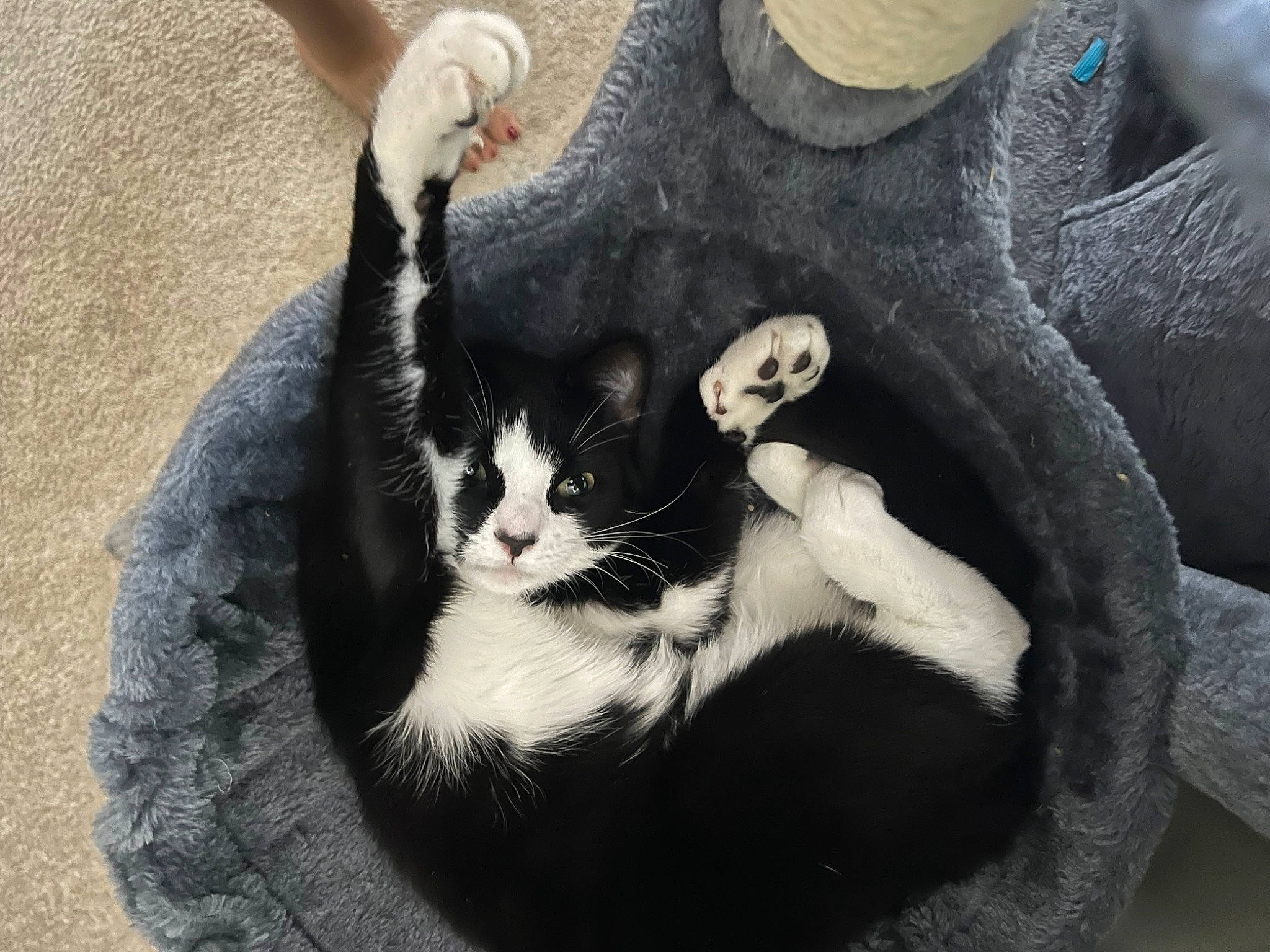 Prada joined the competition — help win amazing prizes! black_cat, carnivore, cat, claw, comfort, domestic_short_haired_cat, felidae, foot, fur, monochrome_photography, paw, plant, sitting, small_to_medium_sized_cats, snout, tail, terrestrial_animal, tree, whiskers