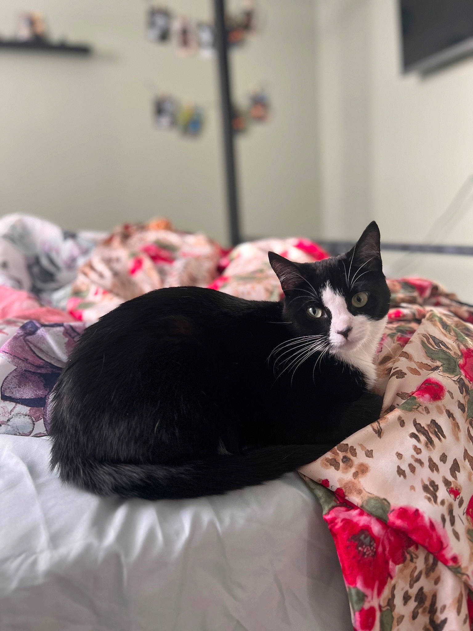 Prada joined the competition — help win amazing prizes! bed, bedding, black_cat, bombay, carnivore, cat, comfort, domestic_short_haired_cat, event, felidae, flooring, fur, grey, linens, pattern, room, sitting, small_to_medium_sized_cats, tail, whiskers