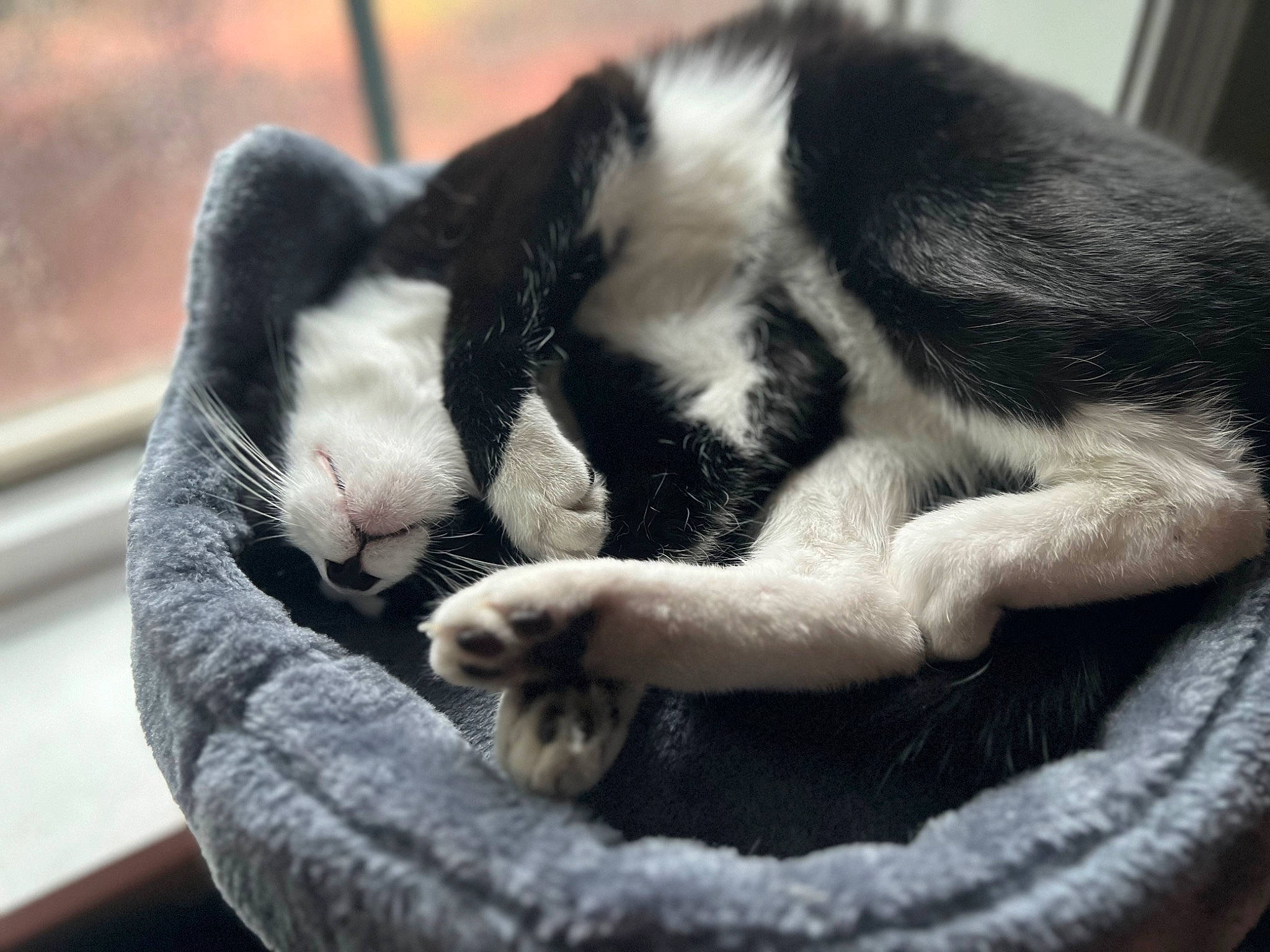 Prada is registered to the contest to win money with this photo: bored, carnivore, cat, cat_supply, claw, comfort, dog_breed, domestic_short_haired_cat, felidae, fur, mammal, monochrome, monochrome_photography, paw, small_to_medium_sized_cats, snout, tail, terrestrial_animal, vertebrate, whiskers