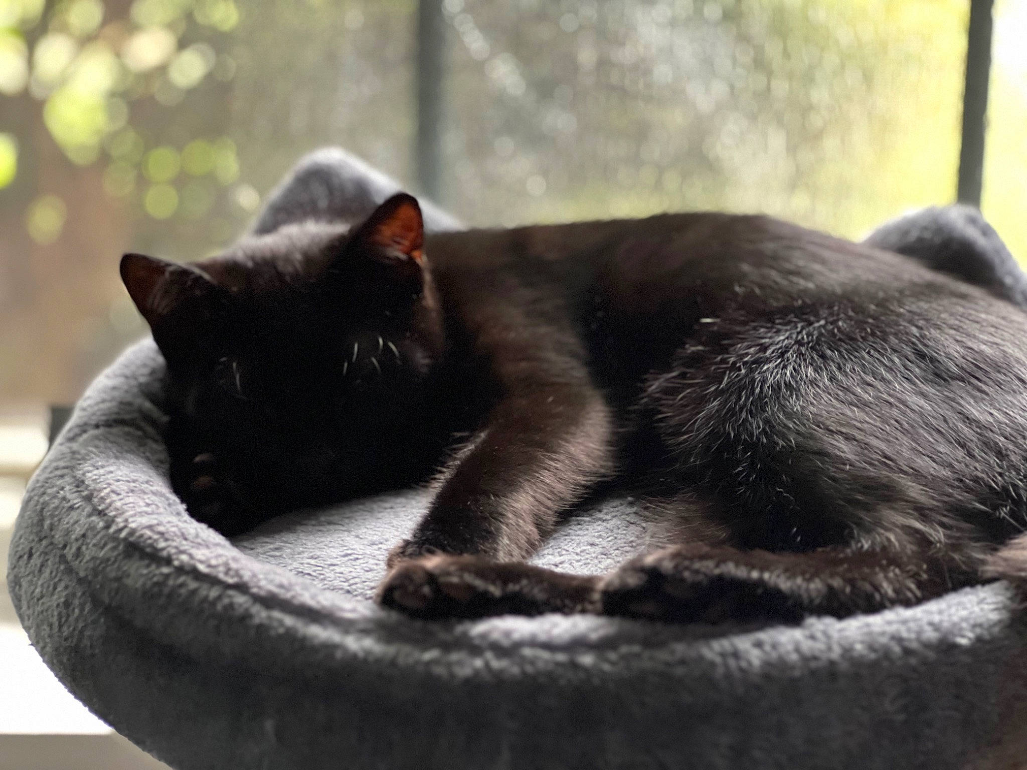 Pluto joined the competition — help win amazing prizes! black_cat, bombay, carnivore, cat, cat_supply, comfort, domestic_short_haired_cat, eye, felidae, fur, grey, monochrome, monochrome_photography, sitting, small_to_medium_sized_cats, snout, tail, terrestrial_animal, whiskers, window