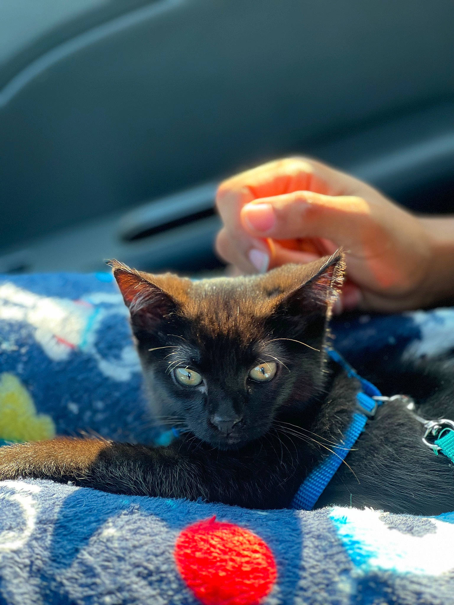 Pluto joined the competition — help win amazing prizes! black_cat, carnivore, cat, cat_supply, claw, comfort, domestic_short_haired_cat, electric_blue, fashion_accessory, fawn, felidae, fur, gesture, human_leg, linens, nail, small_to_medium_sized_cats, snout, whiskers, window