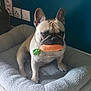 animal, brown_dog, comfort, companion, cute, dog, dog_bed, ears, floor_tiles, french_bulldog, home, indoor, looking, pet, playful, plush, portrait, short_hair, sitting, toy_carrot