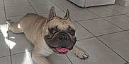 Ursulle a rejoint le concours — aidez-le/la à gagner de superbes lots ! animal, appliance, brown_dog, companion, dog, domestic, floor_tiles, french_bulldog, fridge, happy, indoor, kitchen, laying_down, oven, pet, shadow, short_hair, tile_floor, tongue_out, washing_machine