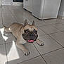 animal, appliance, brown_dog, companion, dog, domestic, floor_tiles, french_bulldog, fridge, happy, indoor, kitchen, laying_down, oven, pet, shadow, short_hair, tile_floor, tongue_out, washing_machine